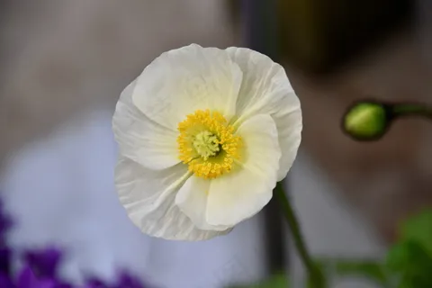 白色虞美人微距花朵图片 白色虞美人微距花朵图片