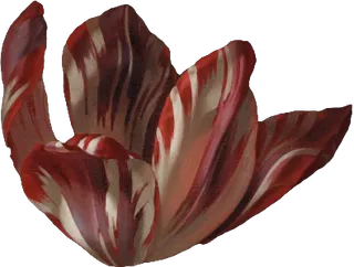 复古油画质感宫廷花卉植物花朵鲜花拼贴图案PNG免抠图片设计素材