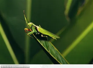蝗虫（小蝗虫）