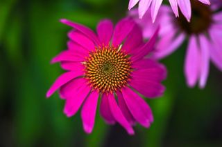 太阳花摄影图片