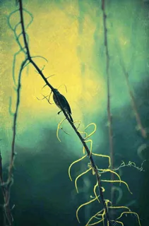 藤曼森林里面藤曼特写昏暗