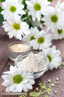 小清新雏菊图片