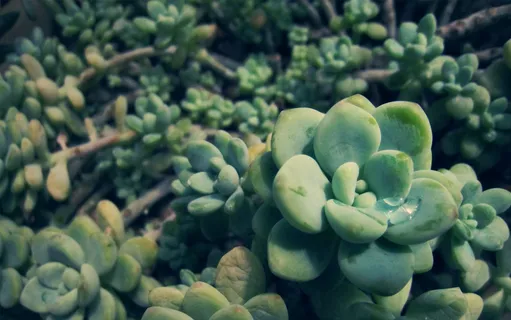 绿色肉肉植物图片 绿色肉肉植物图片