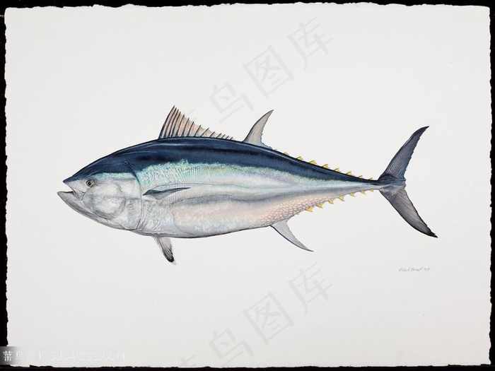 高清手绘鱼唯美水彩装饰画插画