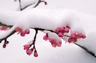 冬季白雪覆盖的梅花摄影图