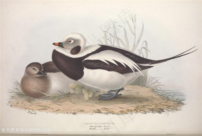 高清手绘欧洲鸟横版装饰画