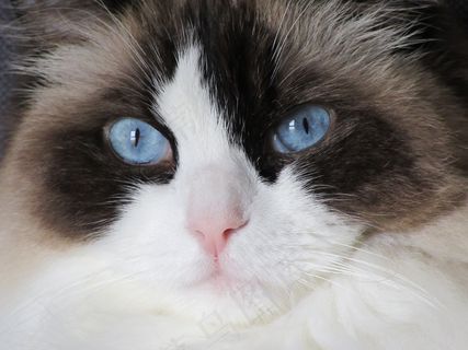 萌猫咪头部特写图片