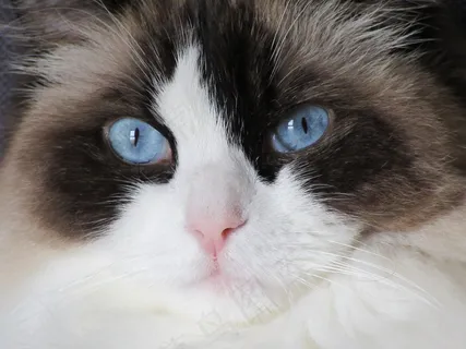 萌猫咪头部特写图片