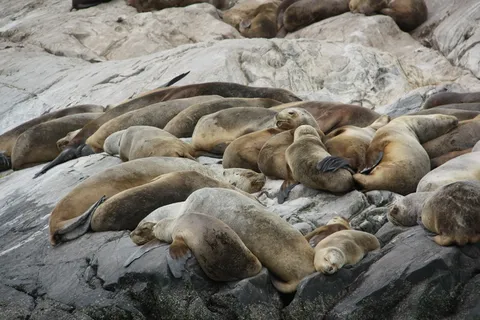 海狮慵懒图片 海狮慵懒图片