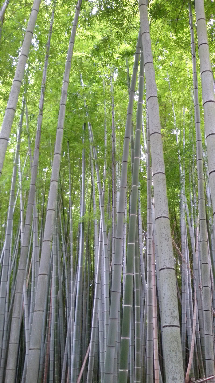 高清竹子竹林