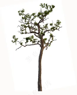 漂亮的景观树木树枝素材 漂亮的景观树木树枝素材