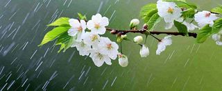 春天下雨花朵谷雨，惊蛰，雨水摄影图