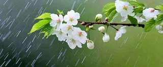 春天下雨花朵谷雨，惊蛰，雨水摄影图