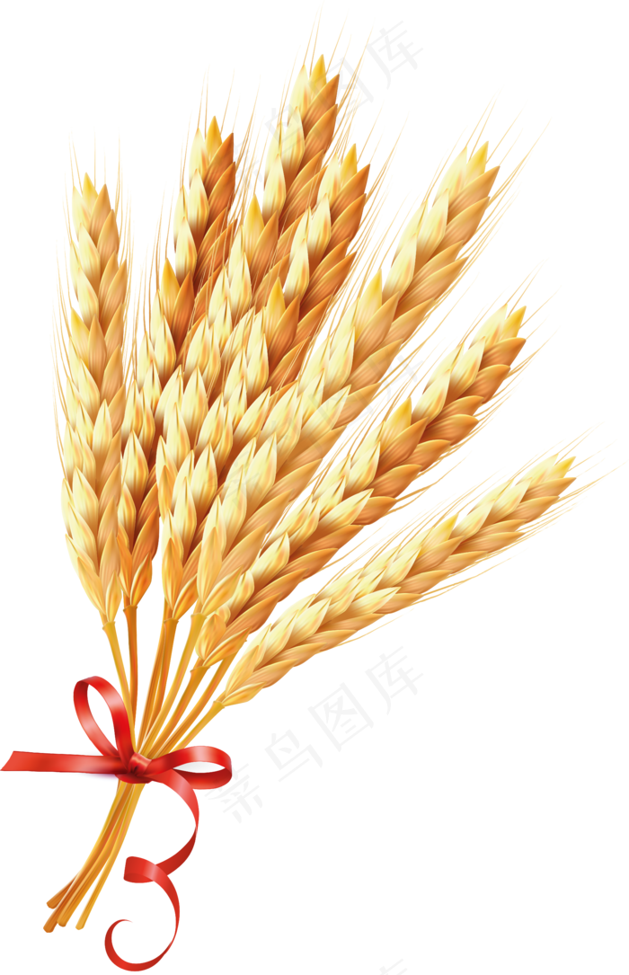 免抠农家小麦实物摄影