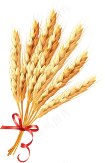 免抠农家小麦实物摄影