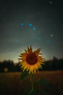 向日葵花朵唯美意境图片 向日葵花朵唯美意境图片