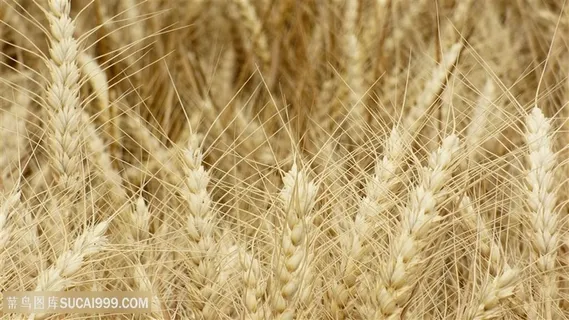 食物粮食麦子图片