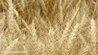 食物粮食麦子图片