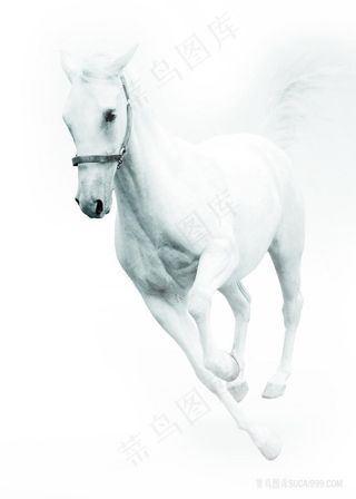 骏马白马装饰画