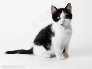 宠物世家-坐着的小花猫