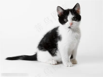 宠物世家-坐着的小花猫 宠物世家-坐着的小花猫