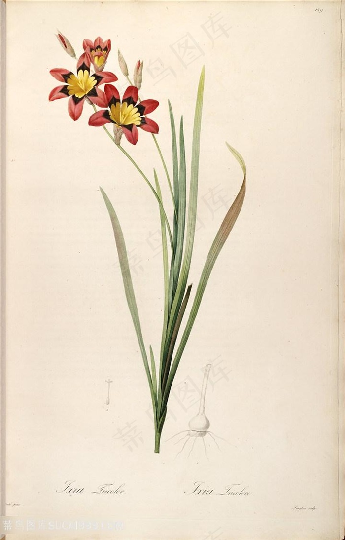 原版雷杜德高清唯美花卉图谱素材