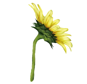 免抠向日葵插画素材