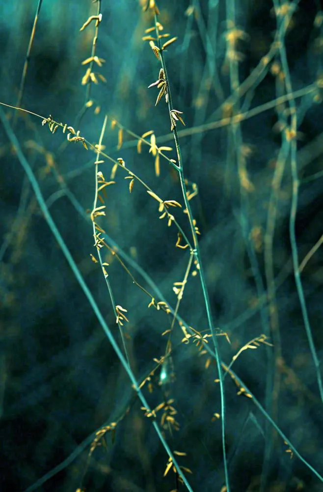 秋天秋叶森林墨绿树枝枝叶，暗黑风(896x1360)