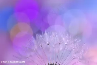 唯美梦幻水珠蒲公英鲜花图片