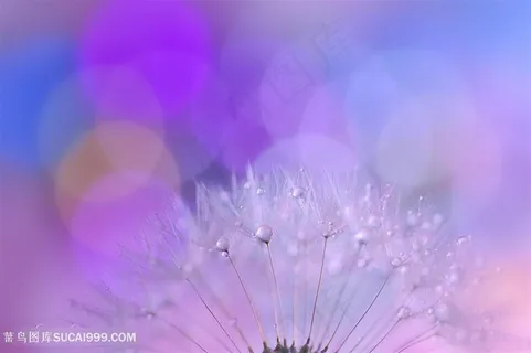 唯美梦幻水珠蒲公英鲜花图片 唯美梦幻水珠蒲公英鲜花图片