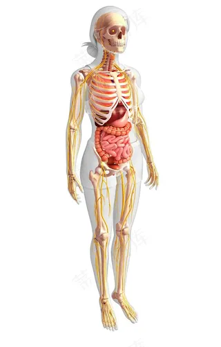 长发女性人体结构图