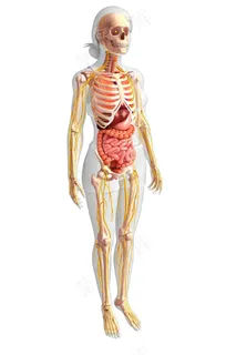 长发女性人体结构图 长发女性人体结构图