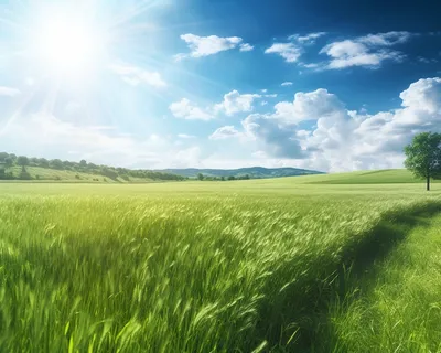 蓝天白云阳光明媚的绿油油的绿草摄影图