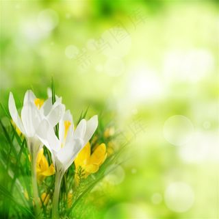 美丽的白色花朵鲜花图片