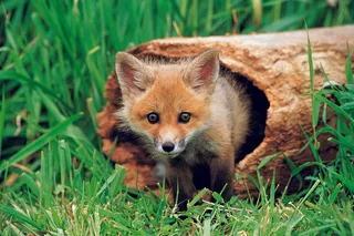 从枯木里钻出来的狐狸图片