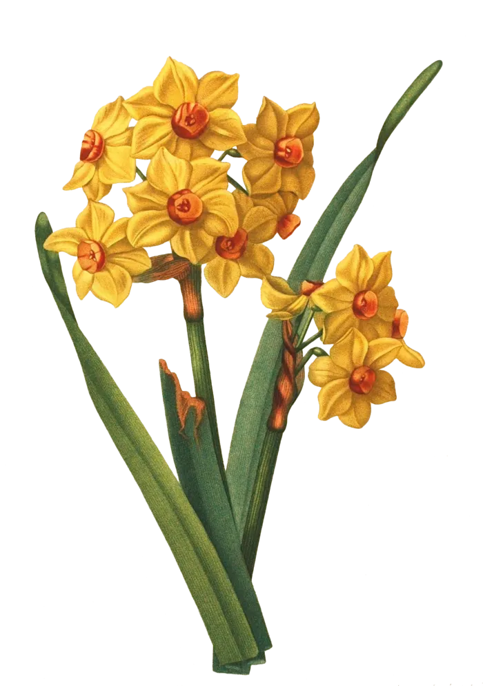 复古手绘植物花卉插画 免抠