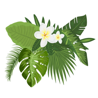 花  白花 绿叶  植物  免抠 