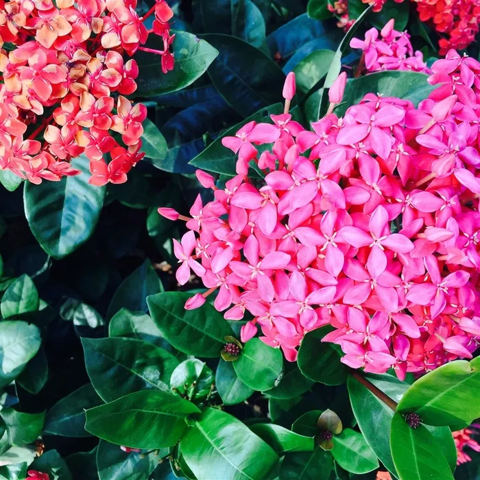 五颜六色的花