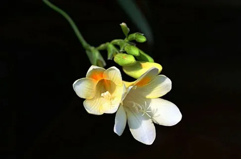 一枝白色的兰花 一枝白色的兰花