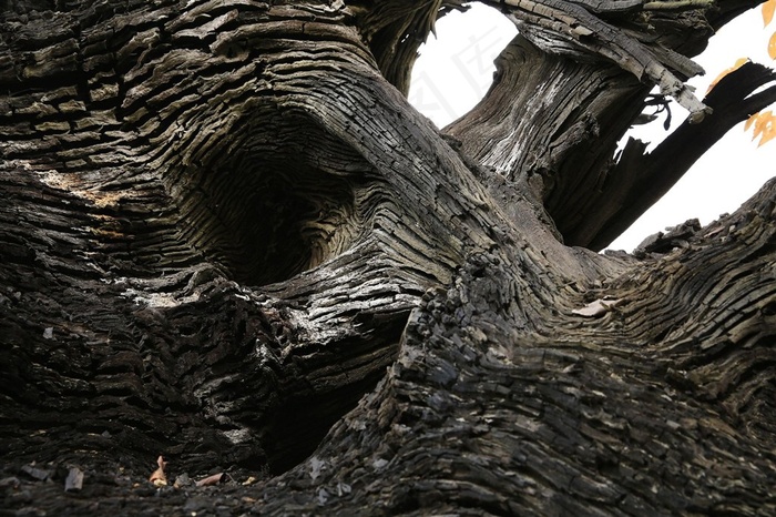 罕见乌木素材图片