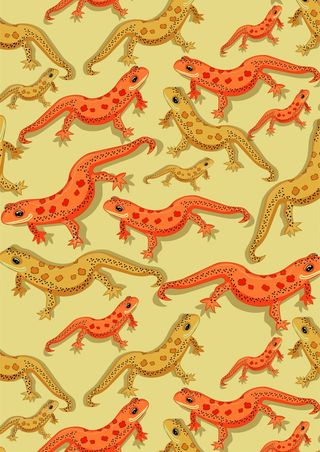 橙色黄色可爱壁虎