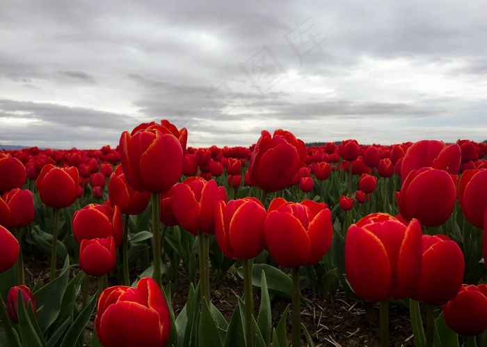 红色郁金香花观赏图
