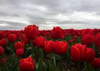 红色郁金香花观赏图