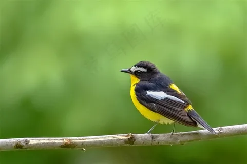 鸟类大全白眉姬鹟鸟图 鸟类大全白眉姬鹟鸟图