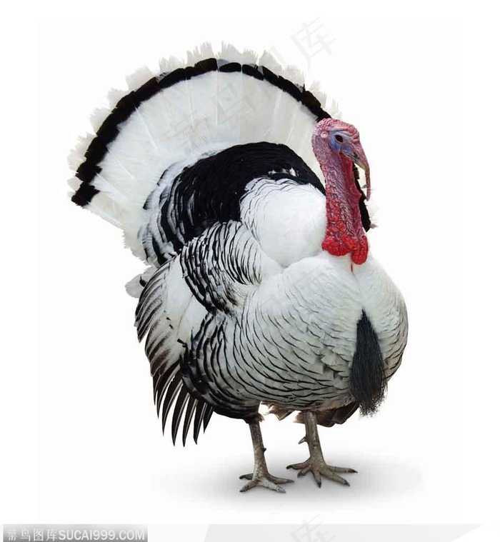 站着的火鸡全身特写图
