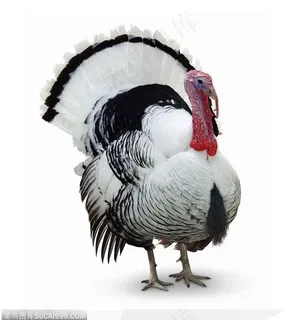 站着的火鸡全身特写图 站着的火鸡全身特写图