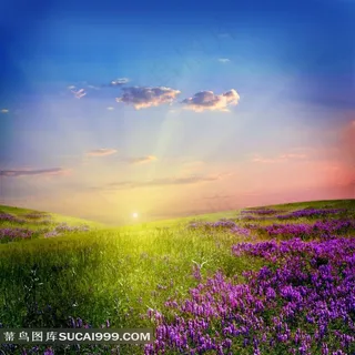 高清草地鲜花天空图片下载