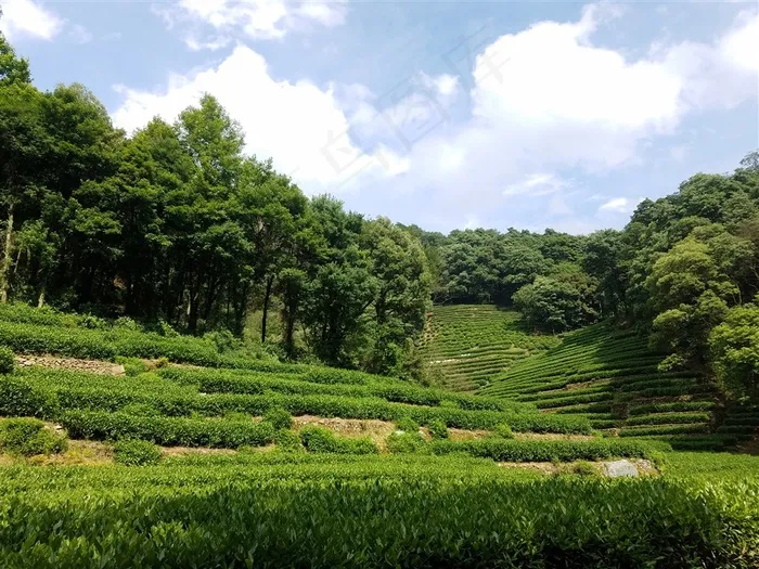 龙井村茶园美景摄影图片