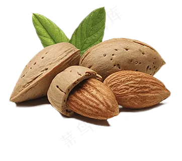 扁口核桃免抠图片