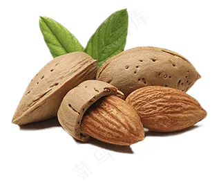 扁口核桃免抠图片